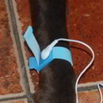 Electrode on Sam's paw